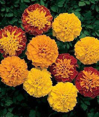 CYBEXIS XLR-91 - Mixed Marigold - (250 Seeds) Seed(250 per packet)