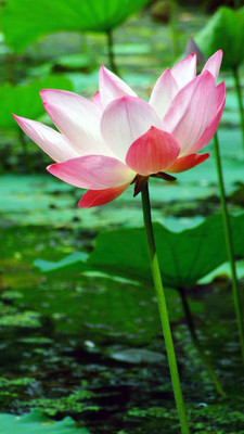 surmul lotus,kamal gatta Seed(11 per packet)