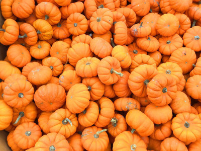 VNR Fresh Vnr Pumpkin Vegetable Hybrid Seed(10 per packet)
