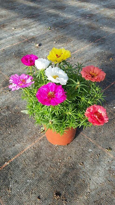 Aywal Portulaca Mix Flower Seed(70 per packet)