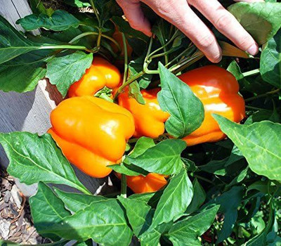 VibeX ® RXI-596 ORANGE CAPSICUM SIMLAMIRCHI SEEDS Seed(200 per packet)