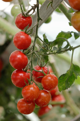 Shyamkripa Criation tomato Seed(145 per packet)