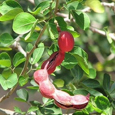 Aywal IMLI Seed(19 g)