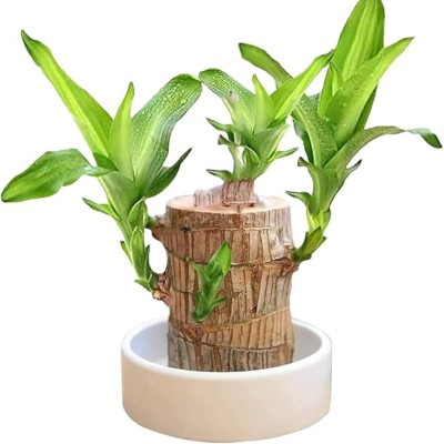 Moistii Original Green Lucky Live Brazilian Wood Healthy Good Potted Stick Plant Seed(1 per packet)