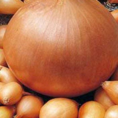 KNESSiN Onion Seed(200 per packet)