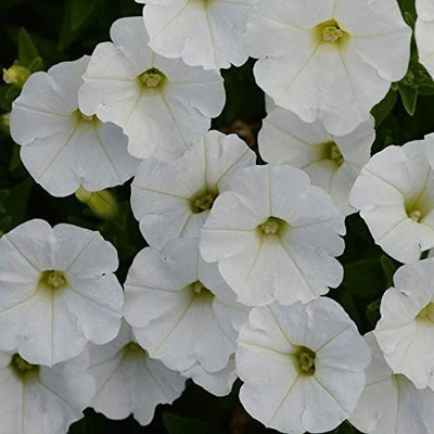 CYBEXIS NDIR-68 - Imp.Shock Wave White Spreading Petunia - (60 Seeds) Seed(60 per packet)