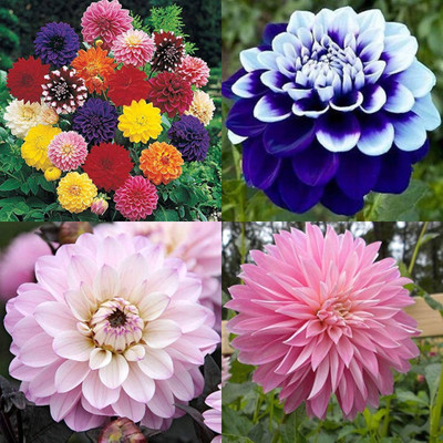 ibains Dahlia double flower seeds 40 Seed(40 per packet)