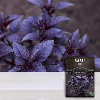 Qualtivate LXI-89 Basil Dark Opal Seed(1000 per packet)