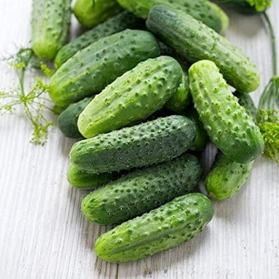 Qualtivate PUA-2A Cucumber Gherkin Seed(300 per packet)