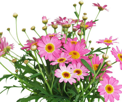 CYBEXIS NBIR-8 - Chrysanthemum Colorful Fresh Premium Flower - (90 Seeds) Seed(90 per packet)