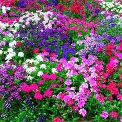 ACCELCROP Verbena- Florist Mixed Seed(100 per packet)