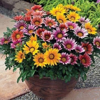 Qualtivate GBPUT-354 Chrysanthemum Seeds Flower Seeds Seed(25 per packet)