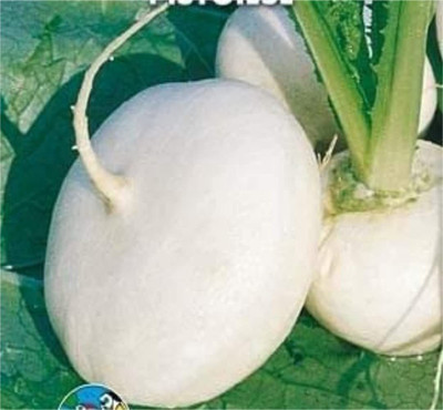 CYBEXIS Hybrid Turnip Seeds2000 Seeds Seed(2000 per packet)