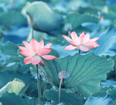 AARADYAPRIAYL lotus,kamal gatta Seed(14 per packet)