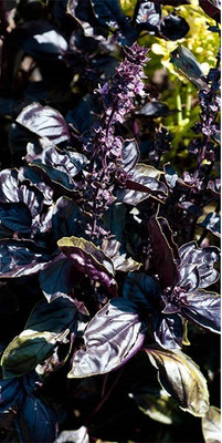 Qualtivate NBIR-10 Amethyst Improved Basil Seed(1000 per packet)