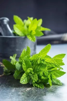 MAA Mint, Pudina, Mentha Seed(270 per packet)