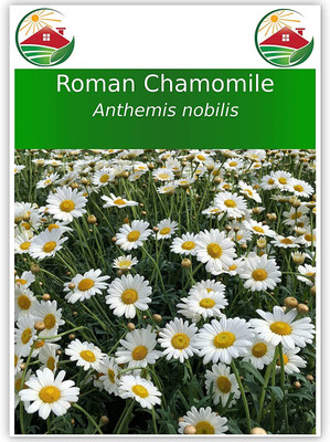 CYBEXIS XLR-57 - Roman Chamomile - (2250 Seeds) Seed(2250 per packet)