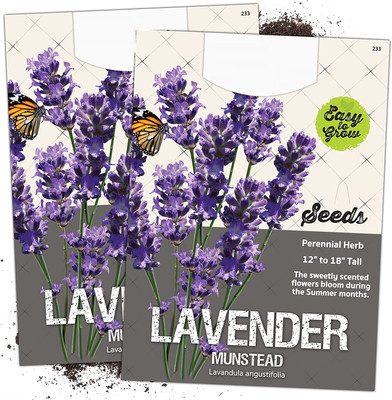WILLVINE Munstead Lavender (Lavandula angustifolia)-2 x Packet Seed(200 per packet)