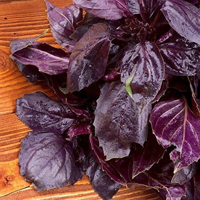 Qualtivate VXI-52 Opal Basil Seed Seed(1000 per packet)