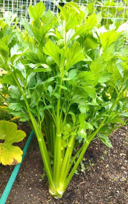 Aywal Celery leaf Seed(50 per packet)