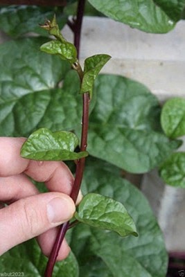 KNESSiN Red Malabar Spinach [Guyanese Thick Leaf Callaloo] Fast-Growing Vine-{800 Seeds} Seed(800 per packet)