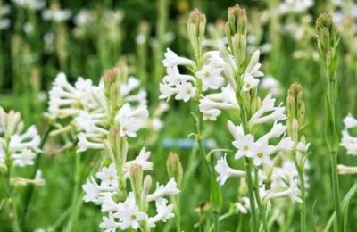 BSARKAR Hybrid double Rajanigandha/tuberose flowers bulbs Seed(6 per packet)