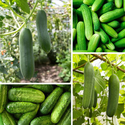 Qualtivate HYB-3A Cucumber for Planting Seed(300 per packet)