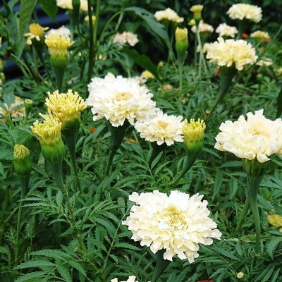 VibeX ® XXL-707 White Swan (F1) Marigold Seed Seed(500 per packet)