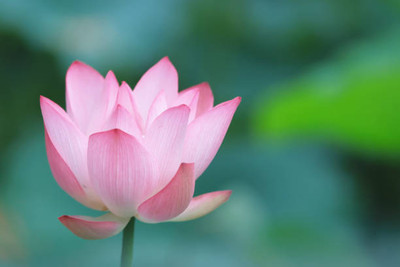 UGROW INIDA lotus,kamal gatta Seed(15 per packet)