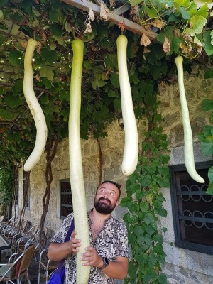 VibeX NDIR-68 - Calabash Long Gourd - (300 Seeds) Seed(300 per packet)