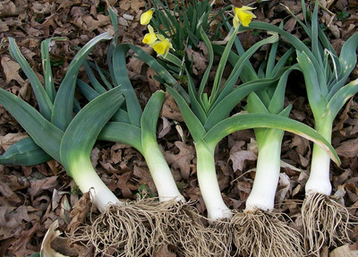 WILLVINE Exotic Bunching Onion Seeds -[5000 Seeds] Seed(5000 per packet)