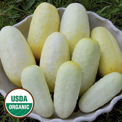 Avysa Blonde Cucumber Seeds-CuC_471 Seed(80 per packet)