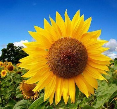 agri max gardens New Quality sunflower flower Seed for home gardening seeds Seed(30 per packet)