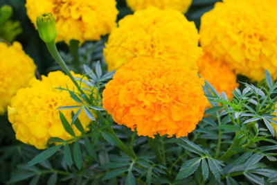 SHYAM marigold/gende ka phool flower seeds Seed(50 per packet)