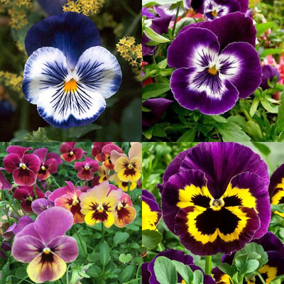 ibains Pansy swiss giant seeds 41 Seed(41 per packet)
