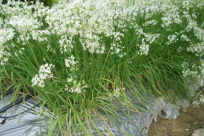 CYBEXIS KGF -3 - Oriental Garlic Asian Chives Chinese - (2250 Seeds) Seed(2250 per packet)