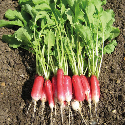 KNESSiN IX-69 Early Spring Radish Seed(200 per packet)
