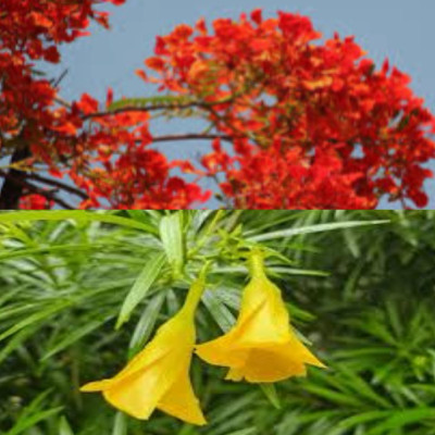 Garden Basket Hubb Kaner & Gulmohar Seeds – Beautiful Ornamental & Shade Trees 63 pcs each Seed(126 per packet)