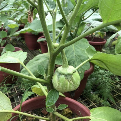 UGRA brinjal eggplant Seed(50 per packet)
