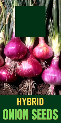 WILLVINE ATS-1081 ONION/KAANDHA/PYAAZ SEEDS-3000 Seeds Seed(3000 per packet)