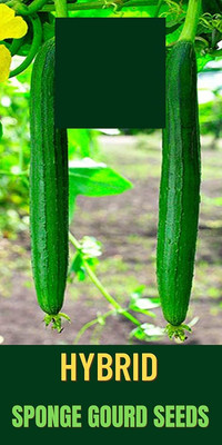 Qualtivate GBPT-1A Hybrid Sponge Gourd Seeds Seed(50 per packet)