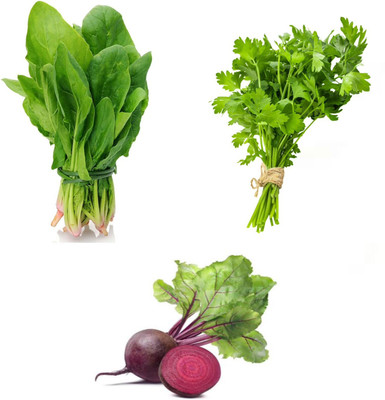 PSAgroinput Palakbhaji (spinach)- Daniya(coriander )- Chukandar(beetroot)pack of 3 Seed(100 g)
