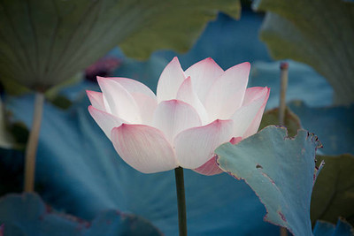 PMA lotus,kamal gatta Seed(15 per packet)