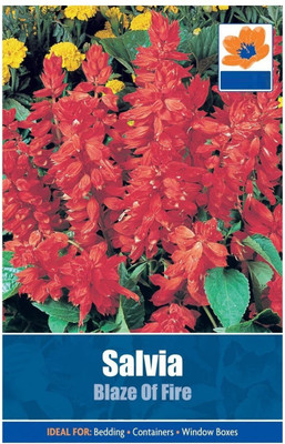 CYBEXIS Salvia Premium Seeds Seed(50 per packet)