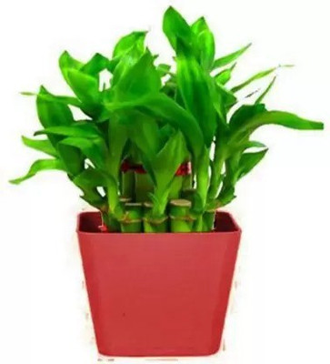 Aro Bamboo Seed(210 per packet)