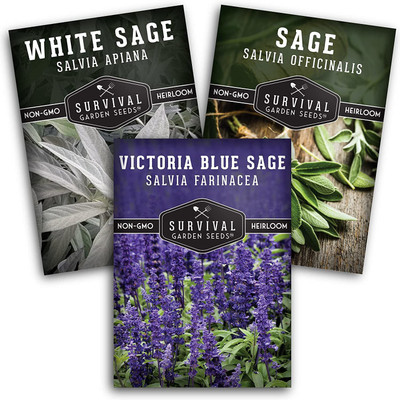 CYBEXIS LX-47 - White SageCulinary SageBlue Sage - (1350 Seeds) Seed(1350 per packet)