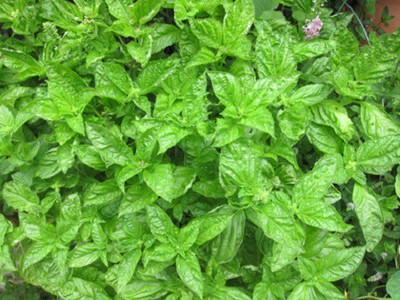 VibeX ® LXI-13 Ocimum basilicum Basil Napoletano Seed(1000 per packet)