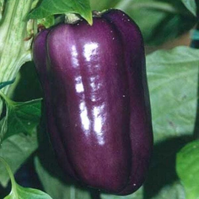Biosnyg Disease-Resistant Purple Capsicum Seeds For Kitchen Gardening-(100 Seeds) Seed(100 per packet)