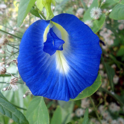VibeX ® XLR-451 Blue Butterfly Pea Seeds (Clitoria tematea) Seed(50 per packet)
