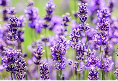 VibeX ® VXI-326 Old Fashioned English Lavender Vera Seed(500 per packet)